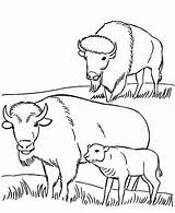 Bison Coloring Baby Eating Size Print sketch template