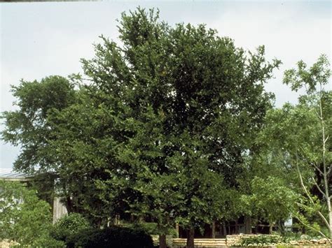 Cedar Elm [ulmus Crassifolia] Deciduous Fast Growing Long Lived