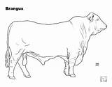 Cattle Brangus Breed Angus Outline Livestock Judging Breeds Sketches Longhorn Charolais sketch template