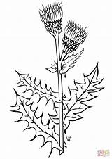 Thistle Creeping sketch template