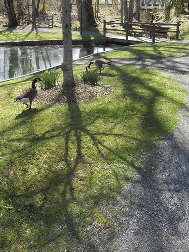 liberty park peapack gladstone  jersey geese  shad flickr