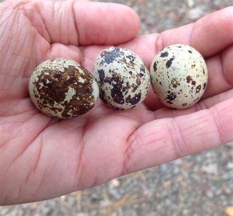 buy quail eggs  winterpast farm