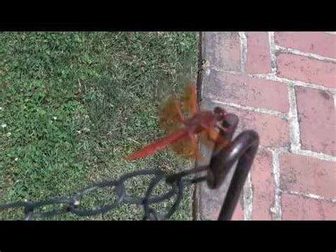 darpa cia exploding insectiod drone dragon fly gun syfy terror uav youtube