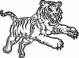 Tiger Coloring Pages Realistic Bengal Printable Drawing Color Choose Board Animals Attack Time Getcolorings Getdrawings sketch template