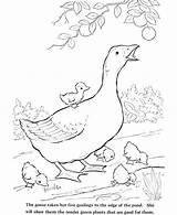 Coloring Pages Animals Pond Farm Animal Realistic Getcolorings Getdrawings Printable sketch template