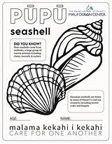 Moc Seashells sketch template