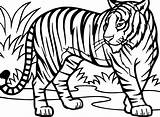 Tigru Mewarnai Harimau Cu Tigre Colorat Ausmalbilder Hewan Macan Planse Tigres Marimewarnai Stampare Desene Plansa Tigrul Volwassenen Tigers Clipartmag Kleurplaten sketch template