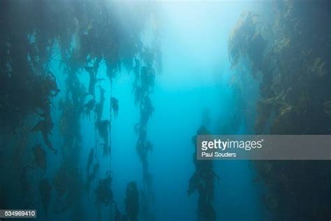 atlantic ocean kelp fotografias  imagenes de stock getty images