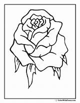 Coloring Rose Rosebud Bud Pages Single Printable Color Designlooter Pdf 85kb sketch template
