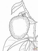 Coloring Lychee Pages Styles Supercoloring Aj Litchi Drawing Fruit Template Kids Printable Fruits Categories sketch template