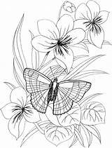 Coloring Butterfly Pages Flower Printable Flowers Adults Patterns Sheets sketch template