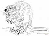 Coloring Beaver Draw Pages Drawing European Tutorials sketch template