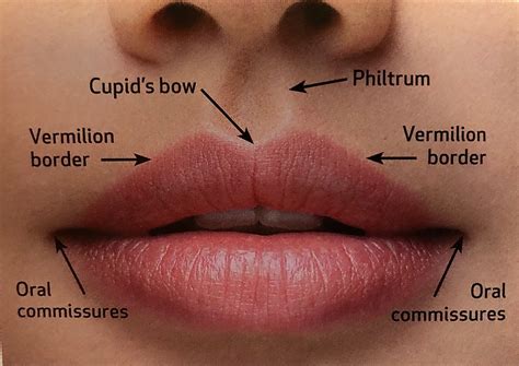 lip anatomy essence medical cosmetic clinic