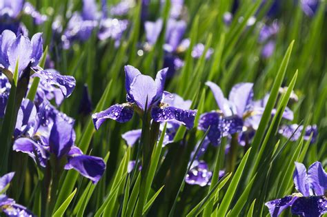 die bluetezeit der iris wann bluehte welche schwertlilie