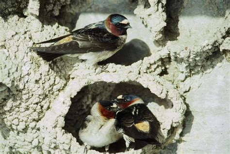 swallows evolving shorter wing lengths thanks to messy encounters with