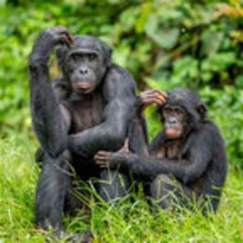 pregnant chimpanzee meme alison handley