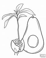 Coloring Avocado Pages Fruits Avocados Getcolorings Print Color Getdrawings sketch template