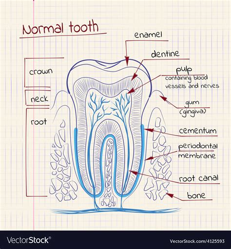 tooth structure royalty  vector image vectorstock