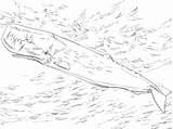 Sperm Cachalot Whale Coloring Pages Supercoloring Categories sketch template