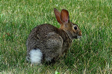 eastern cottontail rabbit  wildlife