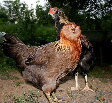 popular breeds  chickens  raising   backyard flock   sufficient living