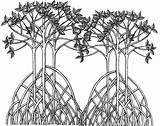 Mangrove Roots Mangroves sketch template