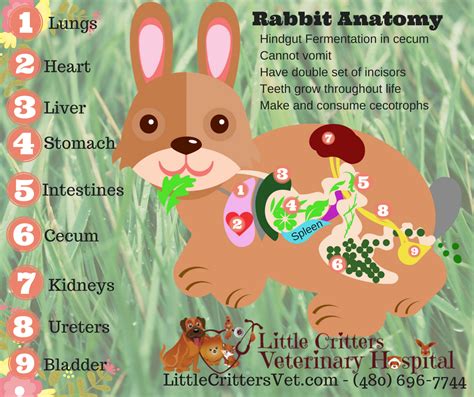 rabbits  critters veterinary hospital gilbert az