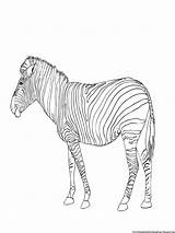 Zebra Coloring Pages Printable Kids Activity Few Boys Paint Below Girls sketch template