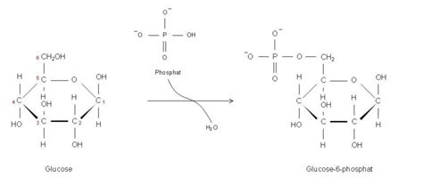 phosphorylierung von glucose zu glucose  phosphat doccheck