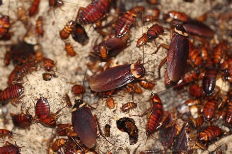cockroach genome  mighty secrets   york times