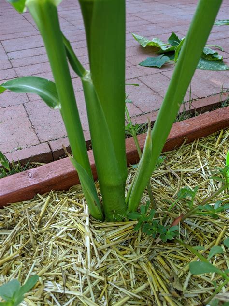 sweet corn stalk   weird split    havent read