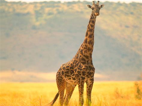 telecharger fonds decran girafe gratuitement