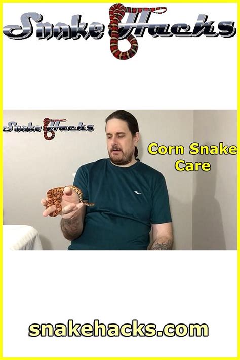 corn snake care snake hacks tv  corn snake  arguably   pet