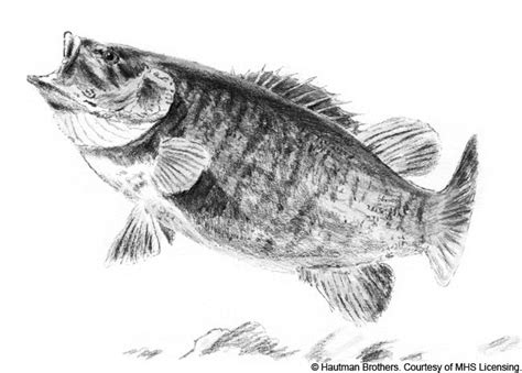 Small Mouth Bass Sketch