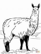 Lama Kleurplaten Coloring Alpaca Dibujos Topkleurplaat Cerros Dieren Uitprinten Kleurplaat Downloaden sketch template
