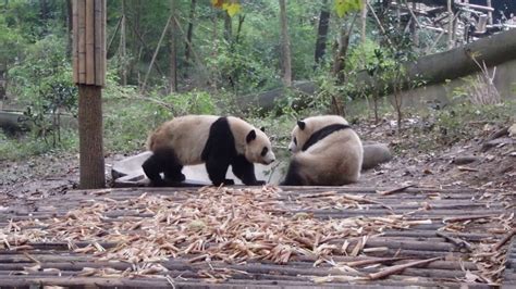 Qi Yi Mei Lan And Xing Hui Chengdu Panda Base Oct 22