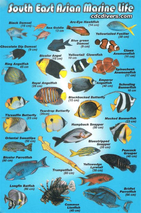 scuba diving  malaysia fish identification