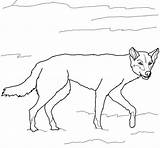 Dingo Coloring Pages Australian Drawing Dogs Printable Wild Color Getdrawings Drawings Categories Online Supercoloring sketch template