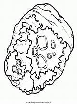 Disegno Lichene Muschi Colorare sketch template