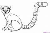 Lemur Coloring Rainforest Animals Pages Draw Endangered Drawing Animal Jungle Tailed Ring Clipart Tropical Step Easy Kids Color Realistic Monkey sketch template
