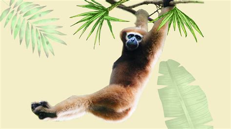 western hoolock gibbon facts habitat threats roundglass sustain