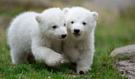 baby polar bears  munich  baby polar bears