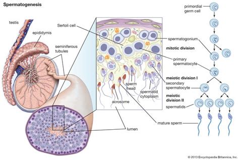 spermatogenesis description and process britannica