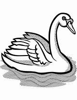 Coloring Mute Swan Categories sketch template