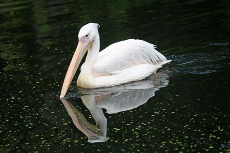 pelikan  foto bild spezial natur vogel bilder auf fotocommunity