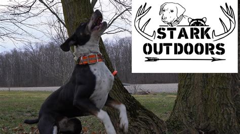 stark outdoors dog training tip encouragement   tree youtube