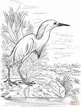 Lake Egret Pages Coloring Snowy Printable Drawing Color Animals Egrets Heron Dibujos Supercoloring Getdrawings Pantano Category Como Drawings Choose Board sketch template