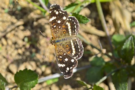 butterfly drone mode  luis garrido flickr
