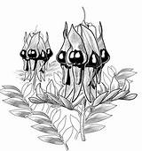Pea Desert Sturt Australian Coloring Clipart Flowers Wildflowers Drawing Native Flower Line Drawings Botanical Glenn Lumsden Illustrated Sturts Plants Designlooter sketch template