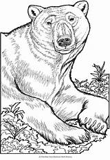 Coloring Pages Bear Animal Polar Dover Book Wild Dingo Bears Publications Colouring Drawing Adults Doverpublications Haven Creative Animals Portraits Volwassenen sketch template